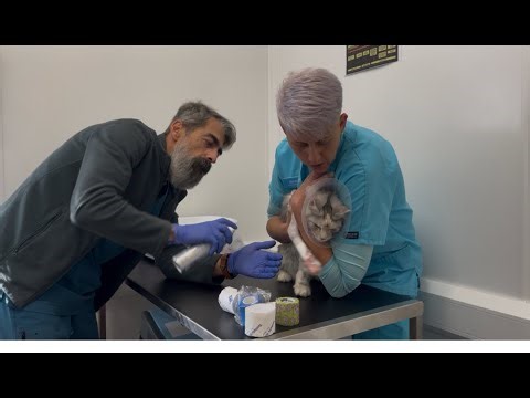 Pancarpal Arthrodesis in cats is a surgical fusion of the entire carpus (wrist joint)