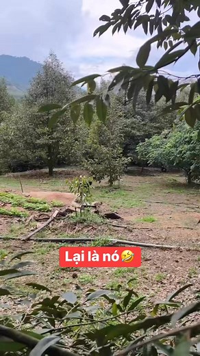 1.3M views · 22K reactions | Sun Sun on Reels | Facebook