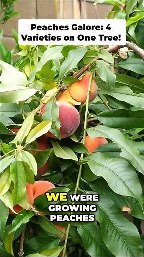 Peach Varieties on ONE Tiny Tree! 🍑🚀