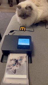 1.7K views · 422 reactions | The new meaning of paw prints  #cat #catsoftiktok #cute #kitty #dub #vo #VoiceOver #talkingcat #rufus | Rufus Goodboy | Facebook