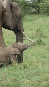 A_brand_new_elephant_calf | Animals voice