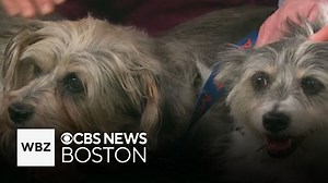 Shy, sweet dogs up for adoption through Massachusetts shelter