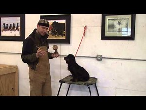 Homer Hold Conditioning 1