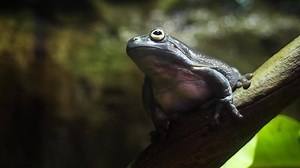 The Amazing Tree Frog Collection. Amazing green frog on branch in terrarium. Amazing frog camouflage in nature. Barking Tree Frog