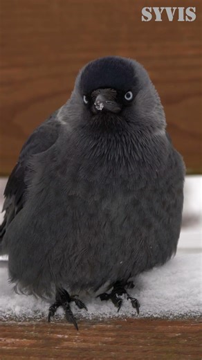 Jackdaw Sitting on a Bench