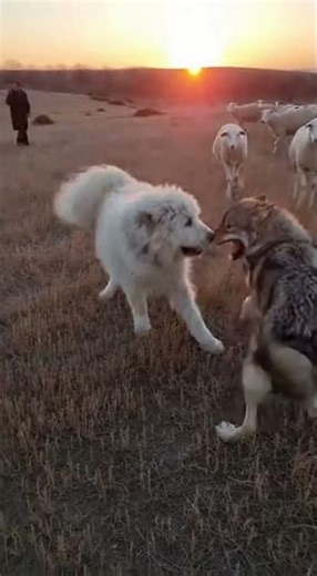 South Russian Ovcharka: Guardian of the Ukrainian Steppes