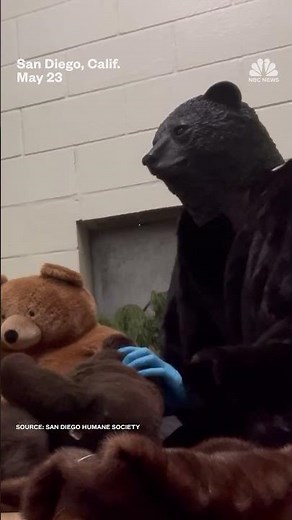 San Diego Humane Society employees wear bear costumes to take care of rescued bear cub