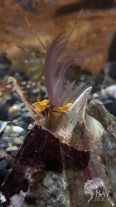 Barnacle feeding limbs are called "cirri" which is Latin for "curl-like." You can see live barnacles in our "Cephalopod and Friends" exhibit gallery. #sundayfunday | Aquarium of the Bay