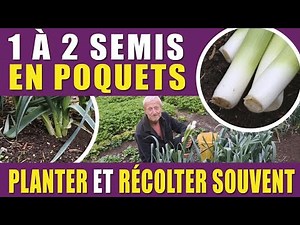 Réussir la culture des poireaux pour des récoltes toute l'année
