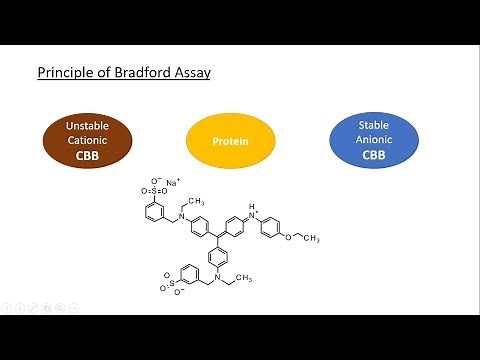 A full explanation about Bradford assay, Coomassie Brilliant Blue and the calibration curve