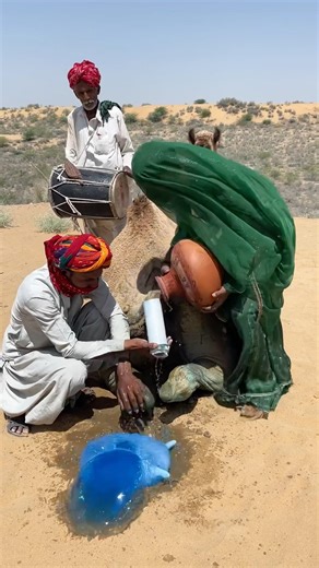 Camel Horror When the Mother Destroyed Her Own Miracle and Turned the Desert Into a Place of Terror