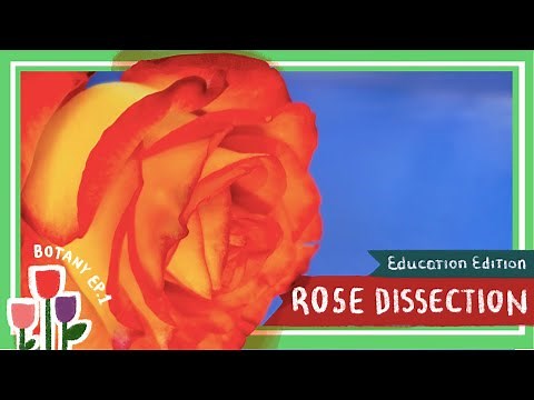 Rose (Flower) Dissection || A Rose by Any Other Name Would Smell as Sweet [EDU]