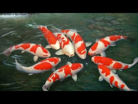 🔴 LIVE : Most Beautiful Koi Fish Pond on YouTube 🌊🐟 KOI LUCU