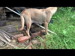 A Mother's Struggle: The Heartbreaking Reality for a Stray Dog and Her Puppies in Cambodia