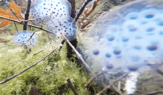 What are vernal pools?