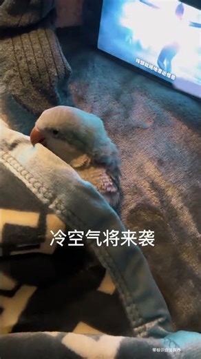 只要给胖胖看剧，五秒就入睡#鹦鹉 #萌宠 #宠物 #带标识合法鹦鹉