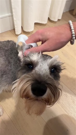 The best way to clean your dogs ears. Super soothing for them too ❤️ Get yours from the link in the video 🔗 #dogsoftiktok #doggrooming #dogearcleaning #dogearwipes #dogproducts