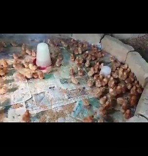 Be creative with your brooder house #fyp #foryoupage #ghanatiktok #nigeriatiktok #akokoamanfi