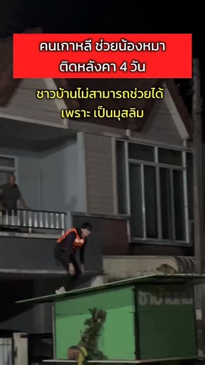 Alisa Angwitayatorn Aing on Instagram: "เคสนี้ สุดยอดจริงๆ พี่เจ @pjaykrubbbbbbb เป็นคนเกาหลี ที่มาช่วยคนไทย ไปจนถึงน้องหมา ขอบคุณ ที่ช่วยทุกชีวิต ชาวบ้าน ก็เป็นหมู่บ้านมุสลิม และ อาหารก็ขาดแคลน เลยมีข้อจำกัด ในการช่วยน้อง ไม่ดราม่านะคะ#อิงอลิสา #อิงคนใต้ #aingalisa"