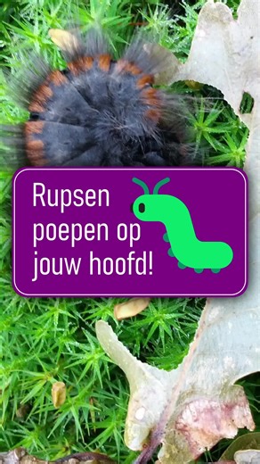 Rupsen die op je kop poepen! 🐛💩 #diersporenlerenherkennen #diersporenvoorgroeneprofessionals #diersporen #spoorzoeken #sporen #spoor #sporenliegenniet #natuur #natuurinnederland #natuurliefhebber #weylintracking #trackandsign