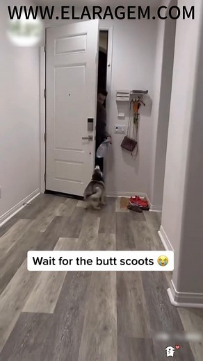 From the cautious first meeting to the daily inseparability, they fill every gap in your life. Craft a diamond with their fur, turning the warmth of daily companionship into a lifelong memory. #PetMemorial #FurToDiamond #PetLossHealing #ForeverPet #LabGrownDiamond #PetKeepsake #DiamondFromFur #PetParents #EmotionalJewelry #GriefToGem#Elaragem #PersonalizedJewelry #CustomDiamond #ForeverGift | Elara Gem