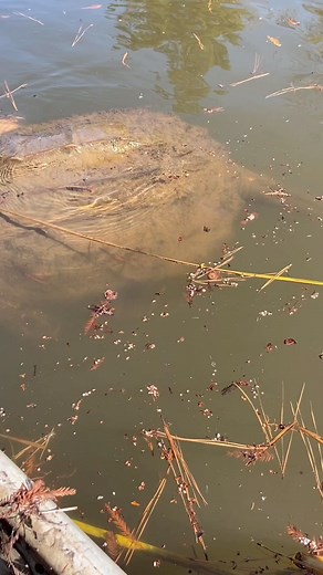 People pass a massive snapping turtle in a swamp! | Intfactsworld - Intelligent Facts world