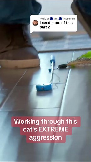 Understanding Russian Blue Cat Behavior | Cat From Hell