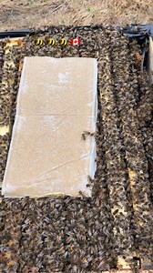 7.3K views · 394 reactions |  #canada #bee #honey | Beekeeper in Canada | Facebook