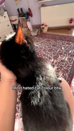 Black Cat Halloween Tips for Cat Lovers