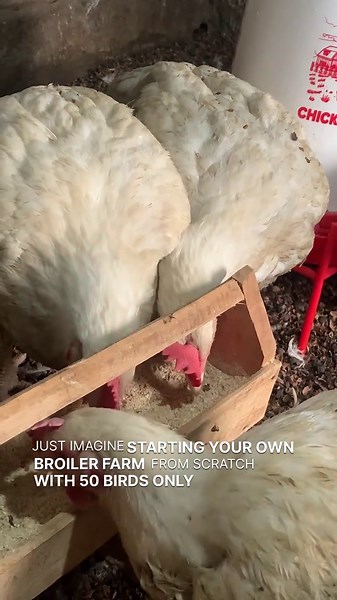 Starting Your Own Broiler Farm: A Simple Guide