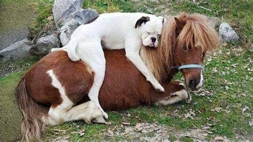 Animals who are obsessed with each other