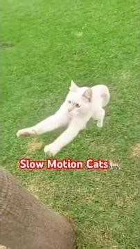 Slow Motion 😂Funny Cats Fails #funnycat #cat