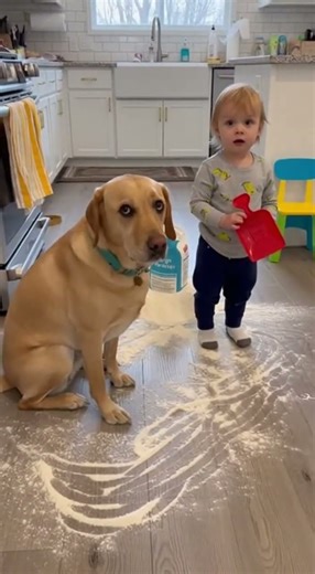 Guilty Dog vs Innocent Toddler: Who Made The Flour Disaster?! 😂