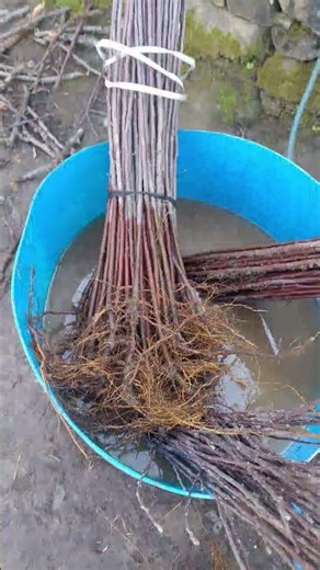 root formation on root stock mm111.....