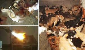 Activists RESCUE 135 dogs from Chinese slaughter house