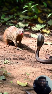 Forest Showdown in the Wild | Mighty Mongoose Battles Powerful Cobra in a Thrilling Clash of Speed, Strength, and Survival. #survival #mongoose #hunting #snake #cobra #animals #nature | Spy the Wild