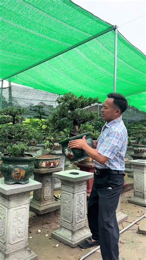 Tùng lá han bonsai: xu hướng trang trí và chăm sóc dễ dàng