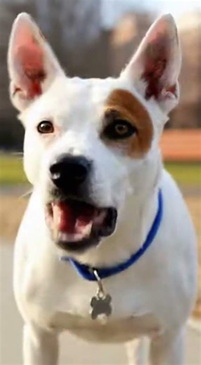 #funny crip vs blood 😂