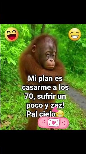 Meme de un mono peludo lleno de mucha sabiduría 🤣😱😽🤦🏻‍♂️