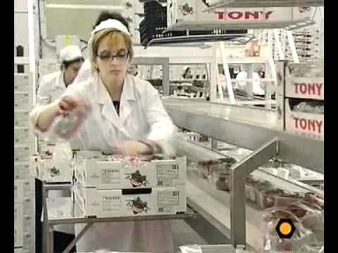 VarioFlow modular plastic chain conveyors for gentle handling of packaged food product