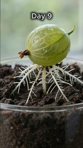 Days 1–32: Complete Gooseberry Growth Cycle Time-Lapse