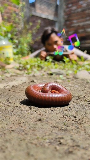 found a millipede when I played a melodious flute #shortvideo #millipede