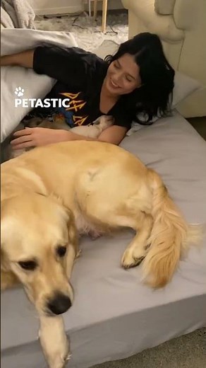 Puppies in Bed Create the Sweetest Morning Surprise