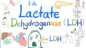 Lactate Dehydrogenase (LDH) | Biochemistry, Lab 🧪, and Clinical significance doctor 👩‍⚕️ ❤️. Learn about the different types pf LDH: LDH-1, LDH-2, LDH-3, LDH-4, and LDH-5 | Medicosis Perfectionalis