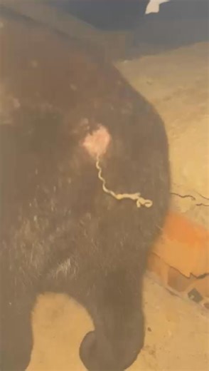 Me pasan éste aviso de un gato que vive en el puerto pesquero de Marbella. Esperemos que no se haya tragado un anzuelo. | Javier Peromingo Jimenez