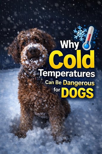 Why cold temperatures can be dangerous for dogs