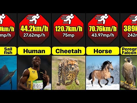 What Are The Fastest Animals In The World? | Comparison