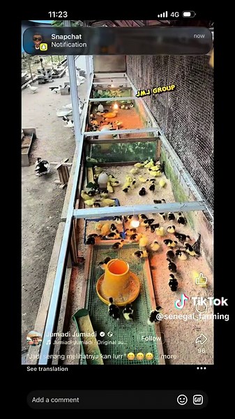 #senegal #ferme #fyp #pourtoii #elevage