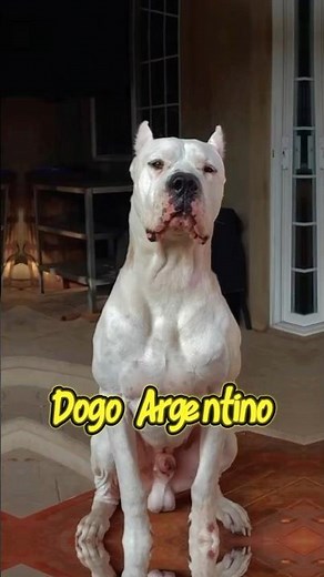 Top 10 Dog Breeds That Defeat Wolves