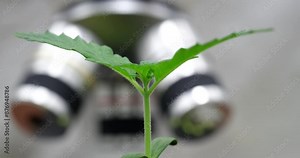 Time lapse cannabis sprout with shaking leaves grows against blurred electronic microscope. Growth of marijuana plant under observation of scientists Stock Video